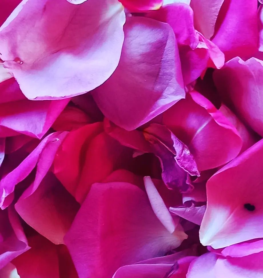 ROSENTAGE       DANI RUZA         ROSE DAYS