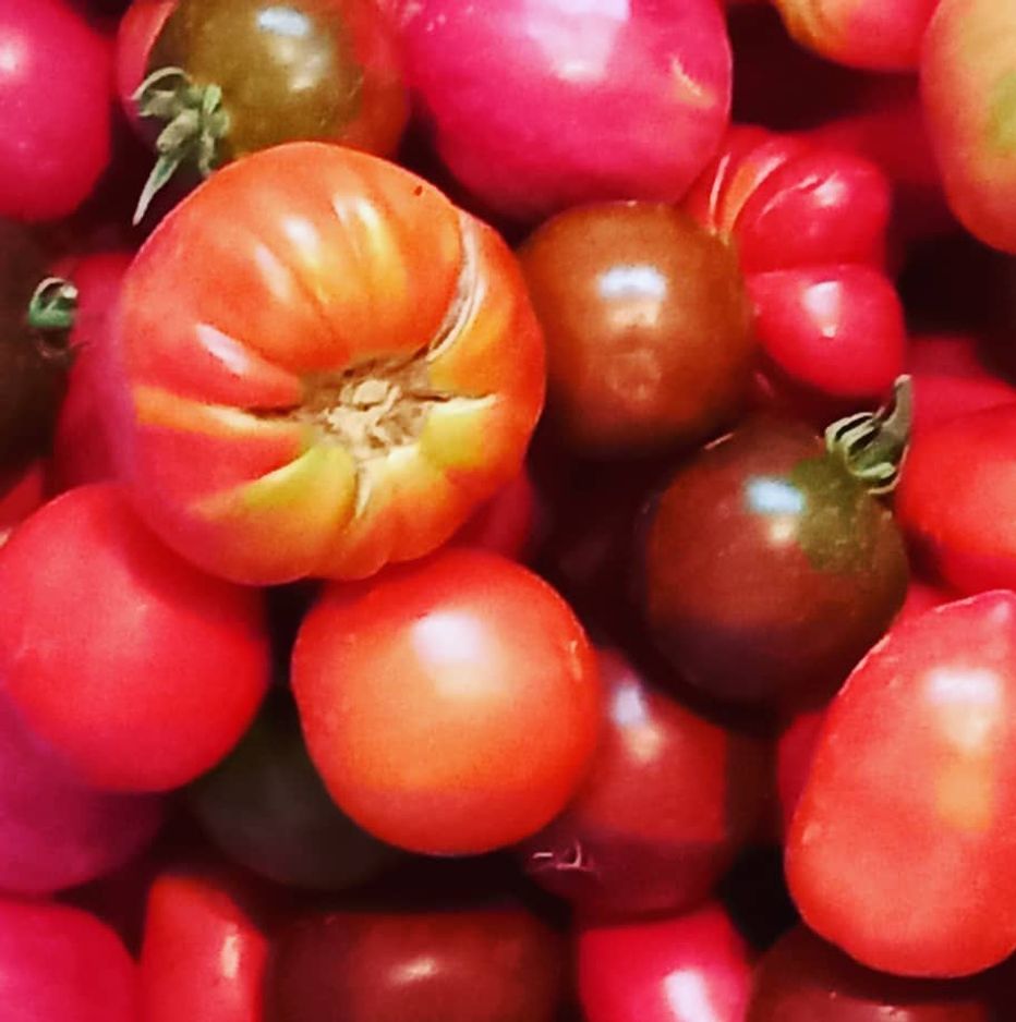 DANI RAJCICA * TOMATENTAGE * TOMATO DAYS